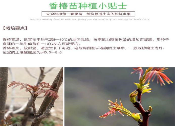 安徽淮南1米左右的香椿树苗-新品种推广基地